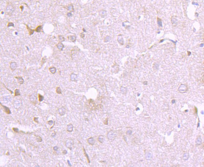 Anti-AGO3 Antibody (6K228)