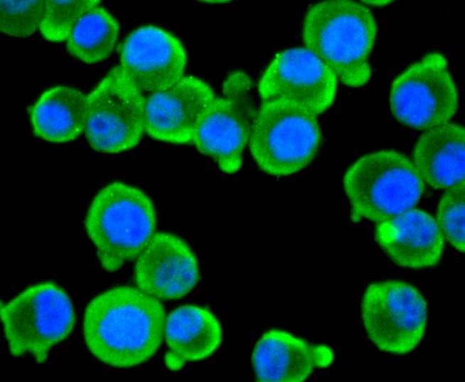 Anti-AGO3 Antibody (6K228)