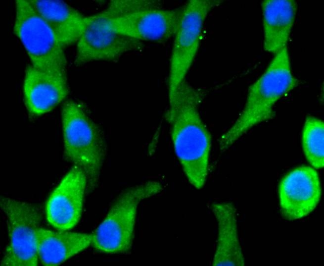 Anti-AGO3 Antibody (6K228)