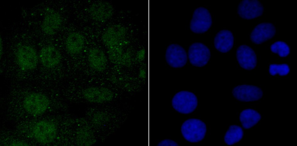 Anti-Endo G Antibody (1O411)