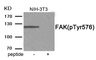 Anti-Phospho-PTK2 (Tyr576) Polyclonal Antibody