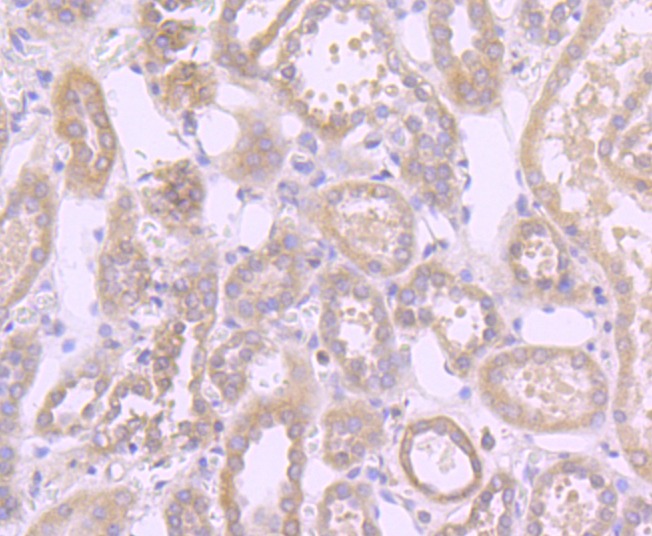 Anti-Fas/CD95 Antibody (4A58)