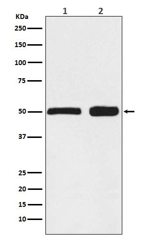 Anti-Ephrin B2/EFNB2 Antibody (3O207)