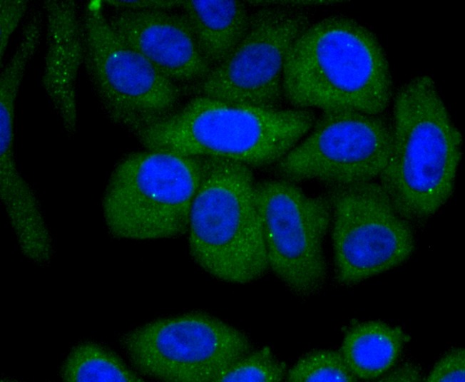 Anti-Fas/CD95 Antibody (4A58)