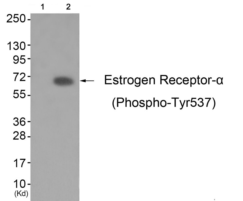 Anti-Phospho-ER alpha (Tyr537) Polyclonal Antibody