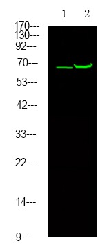 Anti-Phospho-ER alpha (Thr311) Polyclonal Antibody