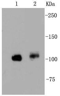 Anti-PTK2 Antibody (4L758)