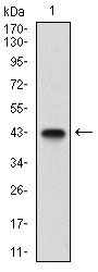 Anti-EPN1 Antibody (4A473)