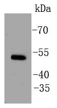 Anti-ERR1 Antibody (5B243)