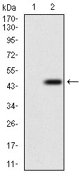 Anti-EPN1 Antibody (4A473)