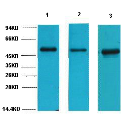 Anti-Fumarase Antibody (4Z791)