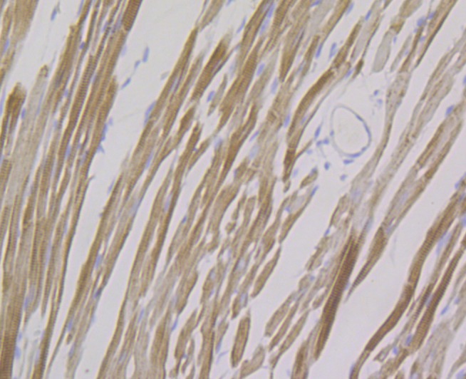 Anti-FHL2 Antibody (9R411)