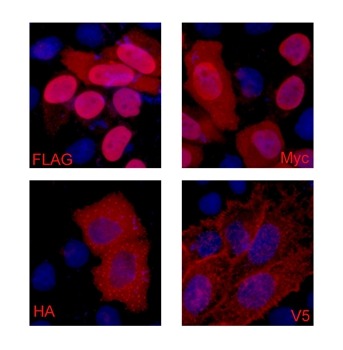 Anti-Flag Tag Antibody (7J897)