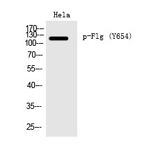 Anti-Phospho-FGFR1 (Tyr654) Polyclonal Antibody