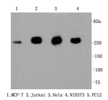 Anti-Filamin-A Antibody (7R224)