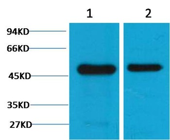 Anti-FLOT1 Antibody (6O910)