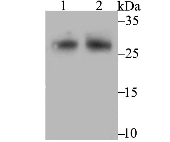 Anti-FHL2 Antibody (9R411)