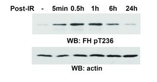 Anti-Phospho-Fumarase (Thr236) Polyclonal Antibody