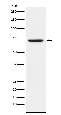 Anti-GABRA5 Antibody (3J289)