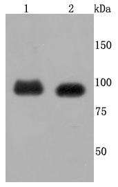 Anti-FGFR3 Antibody (4S518)