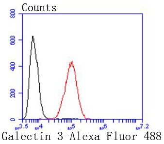 Anti-LGALS3 Antibody (1Z486)