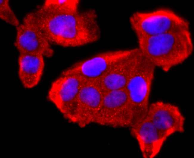 Anti-FKBP12 Antibody (2Z412)