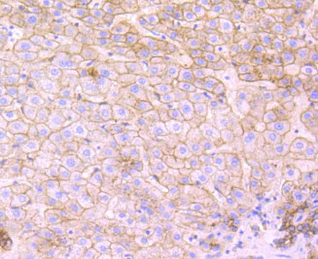 Anti-FLOT1 Antibody (9X291)
