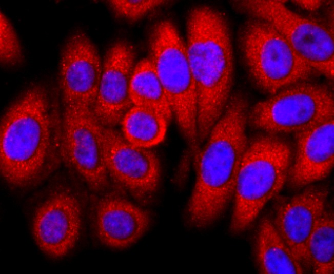 Anti-FKBP12 Antibody (2Z412)