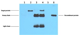 Anti-Flag Tag Antibody (7J897)