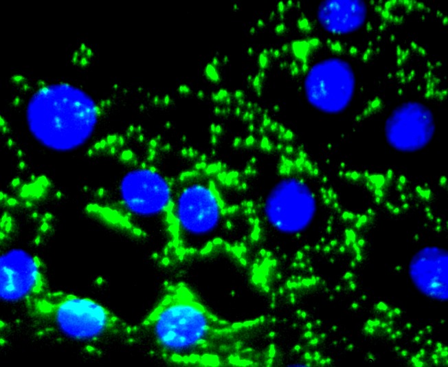 Anti-Fibronectin Antibody (8K938)