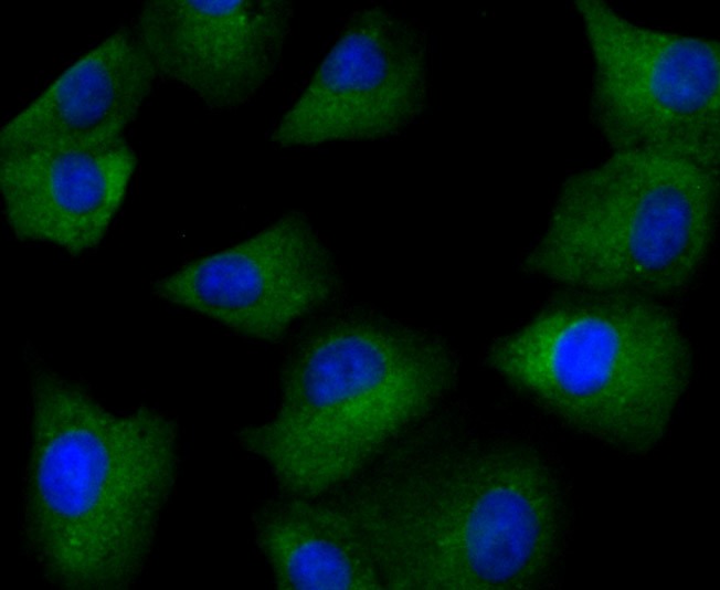 Anti-GABRA5 Antibody (3J289)