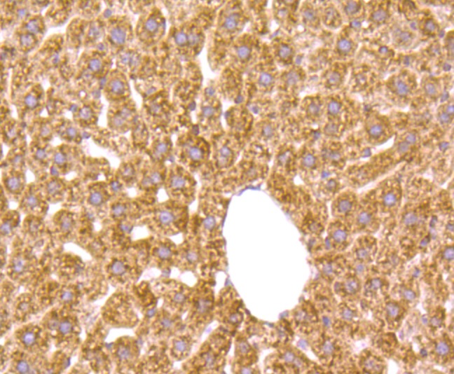 Anti-GHR Antibody (1M753)