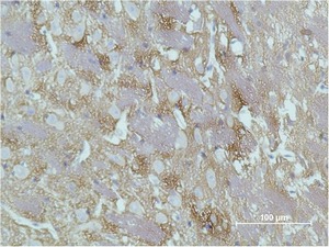 Anti-GAP43 Antibody (6V91)