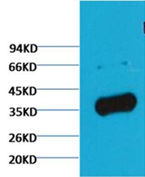Anti-GAPDH Polyclonal Antibody