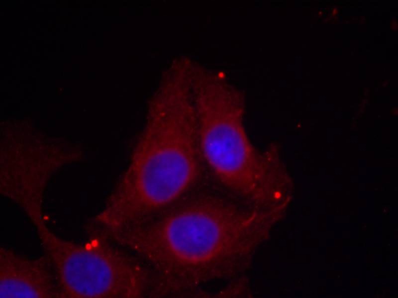 Anti-Phospho-GAP43 (Ser41) Polyclonal Antibody