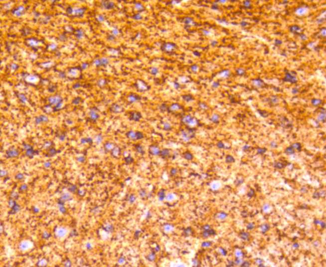 Anti-GAP43 Antibody (6G327)