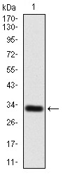 Anti-GPCR GPR86 Antibody (3M274)