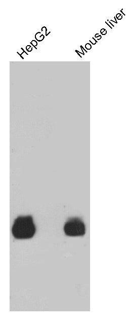Anti-HSPA5 Antibody (2X960)