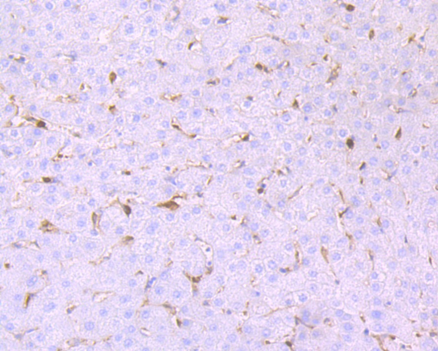 Anti-GSTP1 Antibody (9S908)