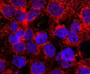 Anti-GAPDH Antibody (2N589)