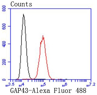 Anti-GAP43 Antibody (6G327)