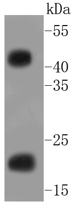 Anti-GST Antibody (4O626)