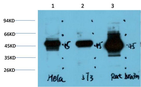 Anti-GSK3B Antibody (3M532)