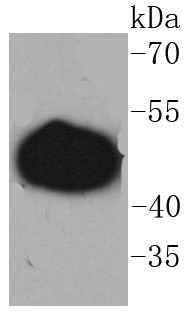 Anti-GAP43 Antibody (6G327)