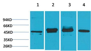 Anti-GAP43 Antibody (6V91)