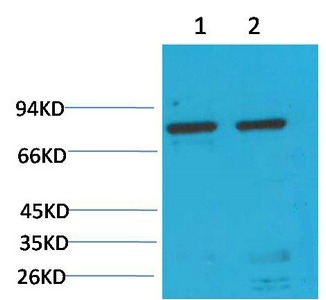 Anti-HSPA5 Antibody (3N226)