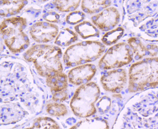 Anti-Glutaminase Antibody (8G424)
