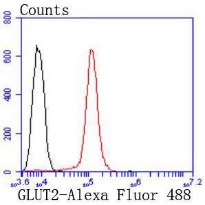 Anti-SLC2A2 Antibody (9R937)