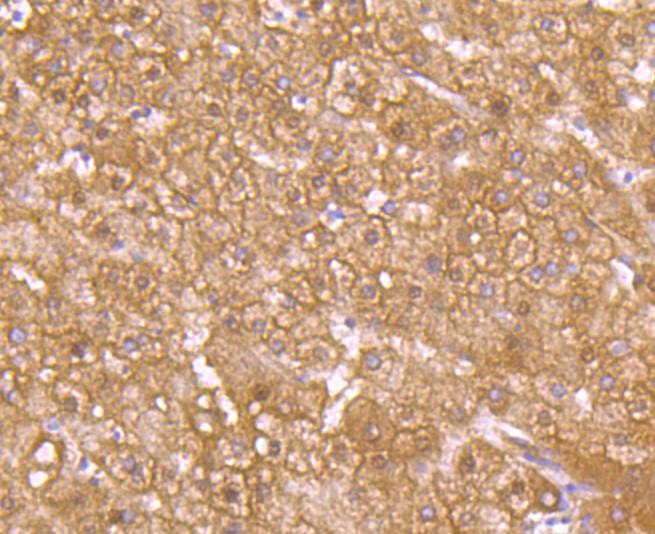 Anti-SLC2A2 Antibody (9R937)