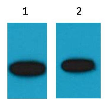 Anti-GFP Polyclonal Antibody 3